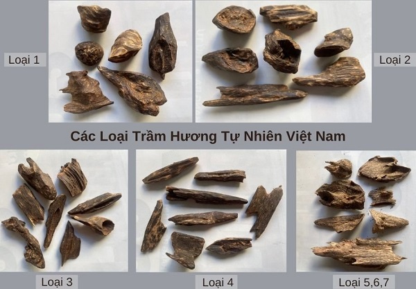 Các loại trầm hương đang có trên thị trường?